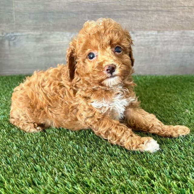 Tuck - Toy Poodle Male