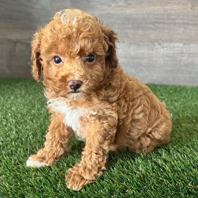 Tuck - Toy Poodle Male