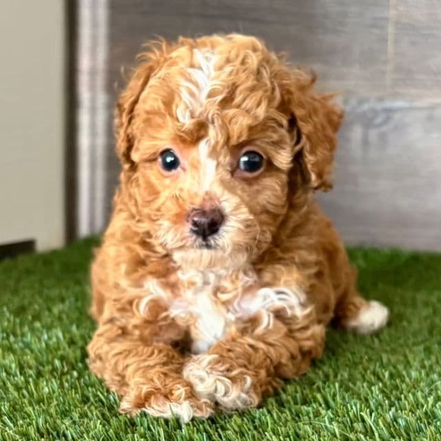 Trin - Toy Poodle Female