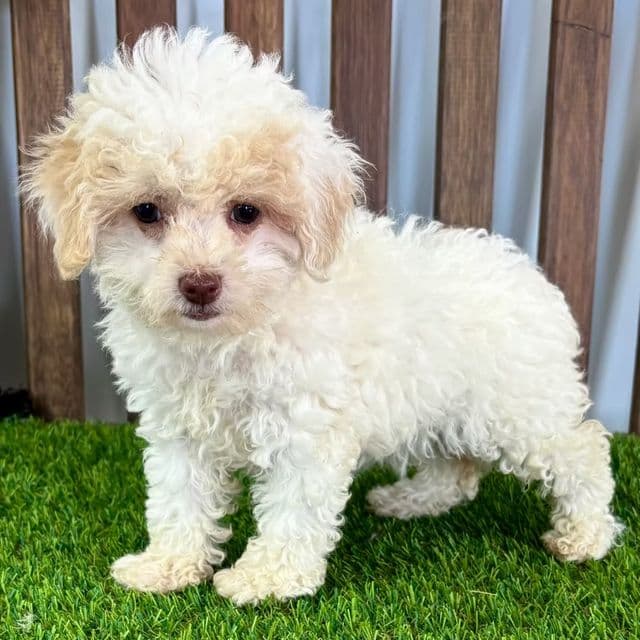 Tara - Toy Poodle Female