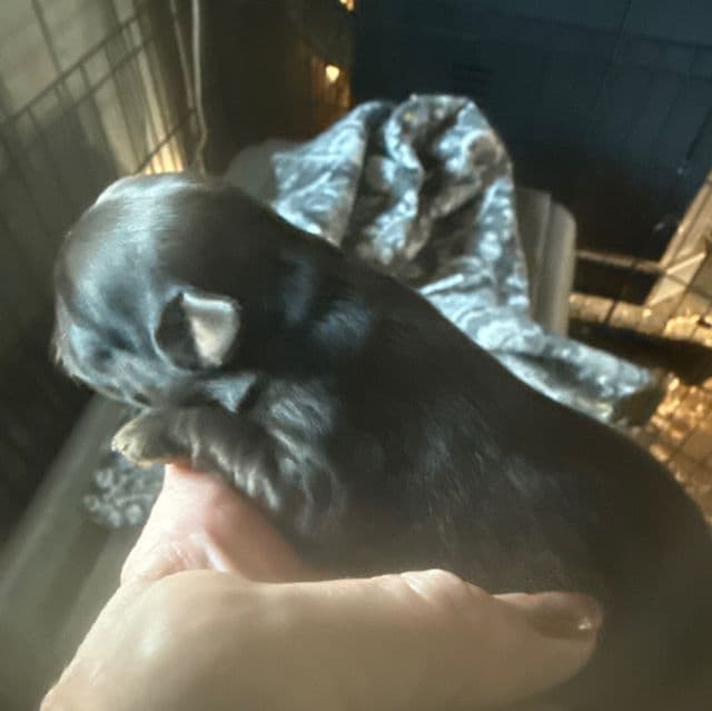 Spartan - Brussels Griffon Male