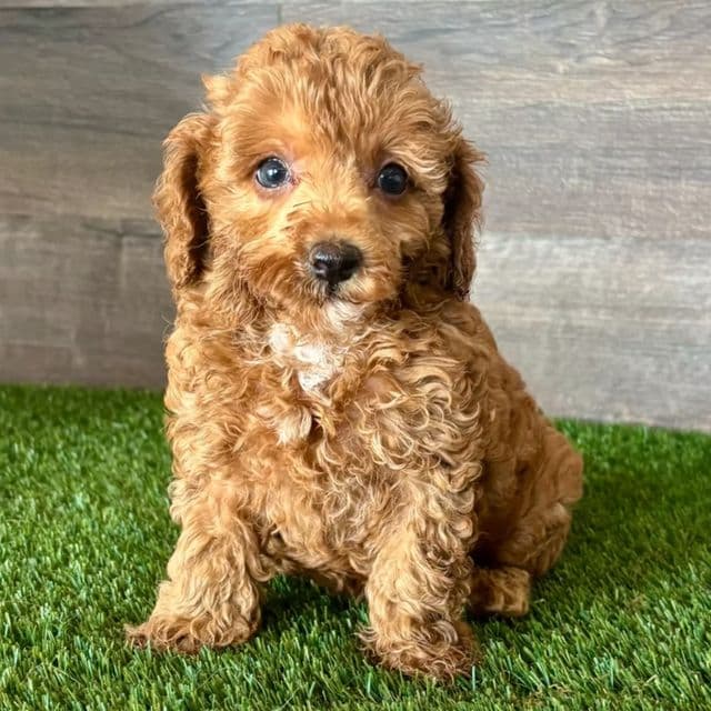 Talia - Toy Poodle Female