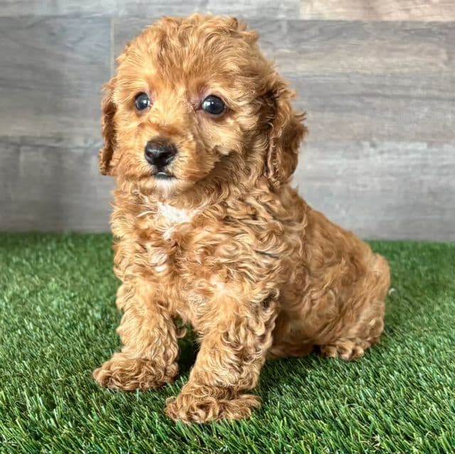 Talia - Toy Poodle Female