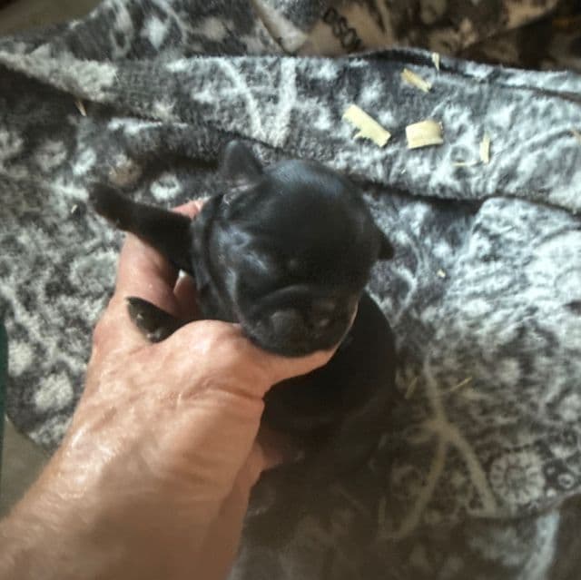 Sutton - Brussels Griffon Male