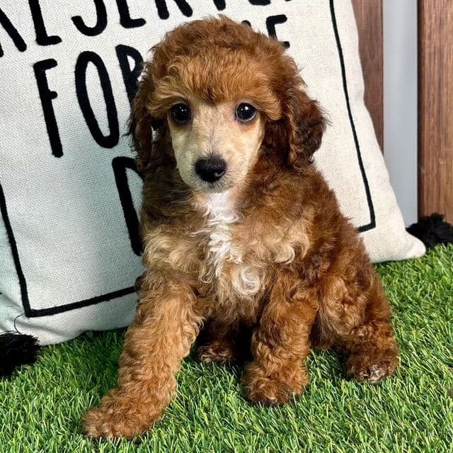 Nolan - Toy Poodle Male
