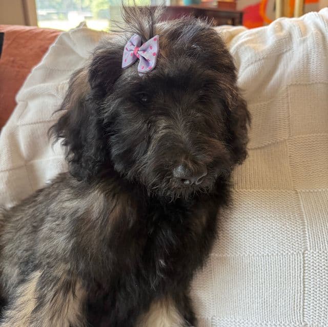 Willow - Labradoodle Female