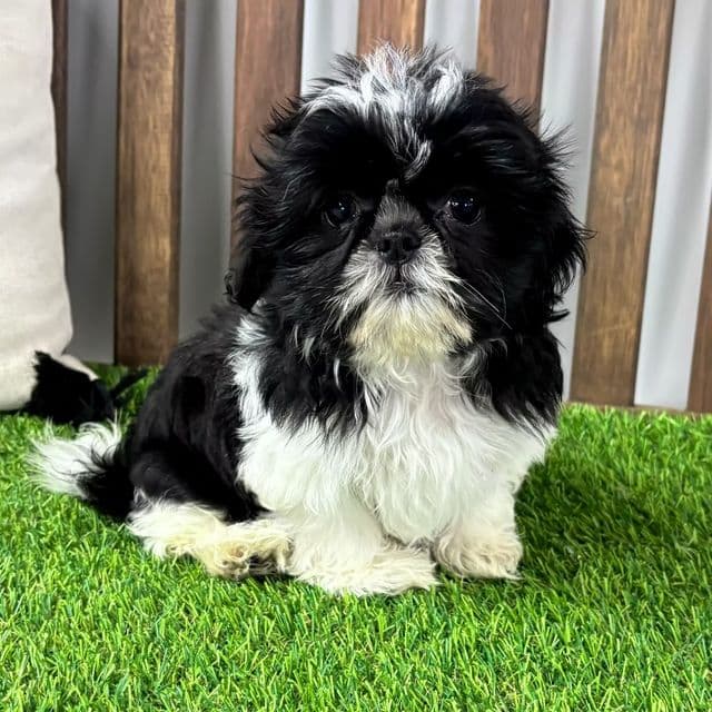Sophie - Shih Tzu Female