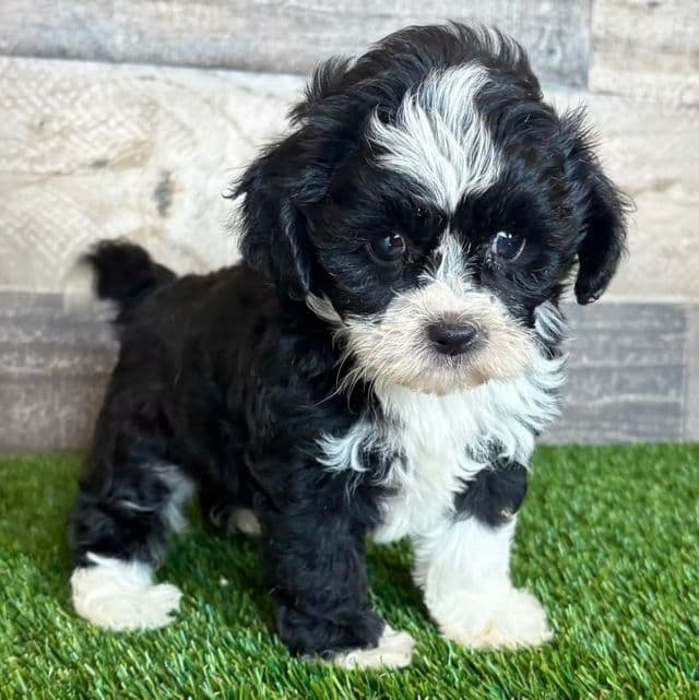 Saige - Shih-Poo Female
