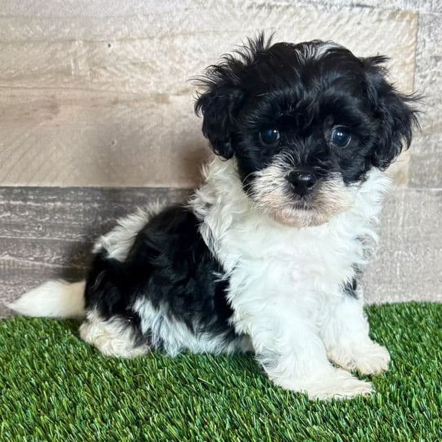 Sylvia - Shih-Poo Female