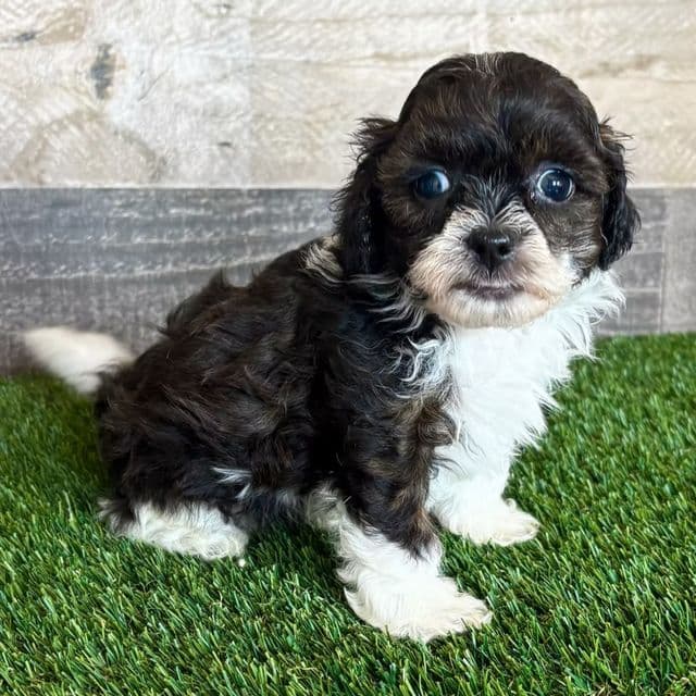 Sugar - Shih-Poo Male
