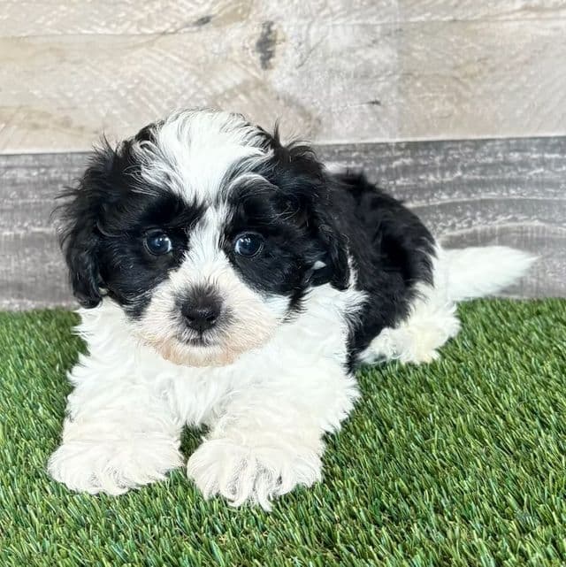 Silas - Shih-Poo Male