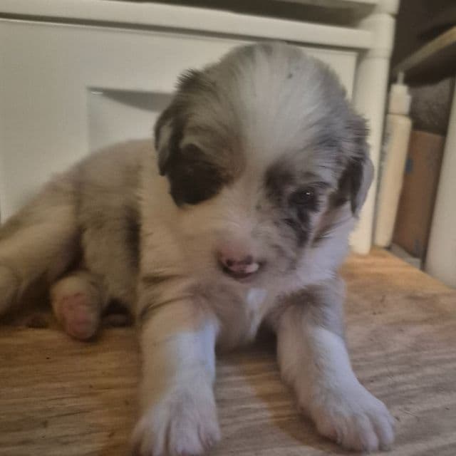 Louisana - Australian Shepherd Female