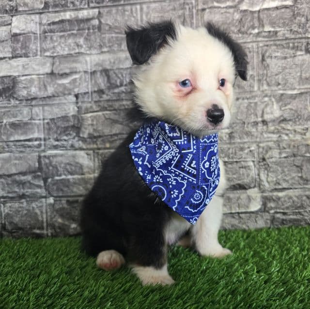 Ryder  - Australian Shepherd Male