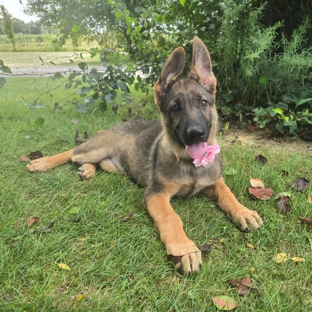 Sunshine - German Shepherd Dog Female