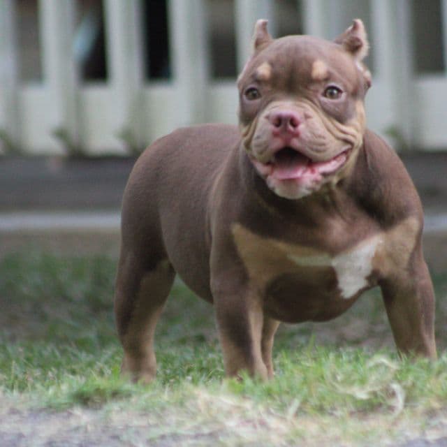Coco - American Bully Female