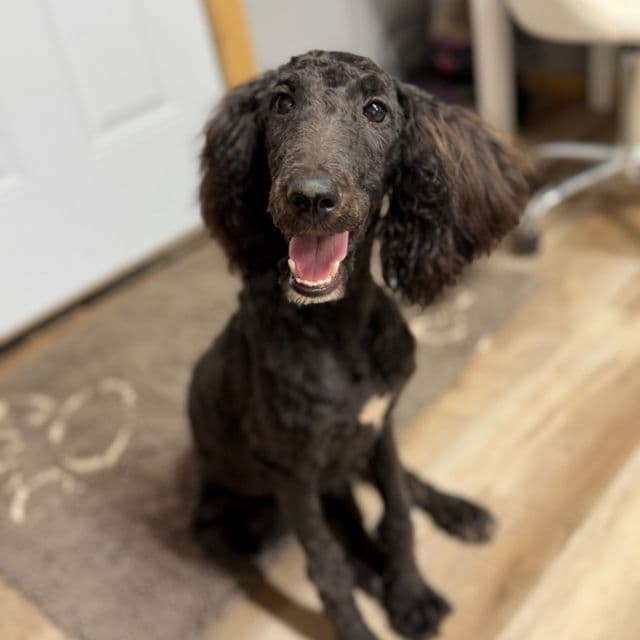 Gypsy - Standard Poodle Female