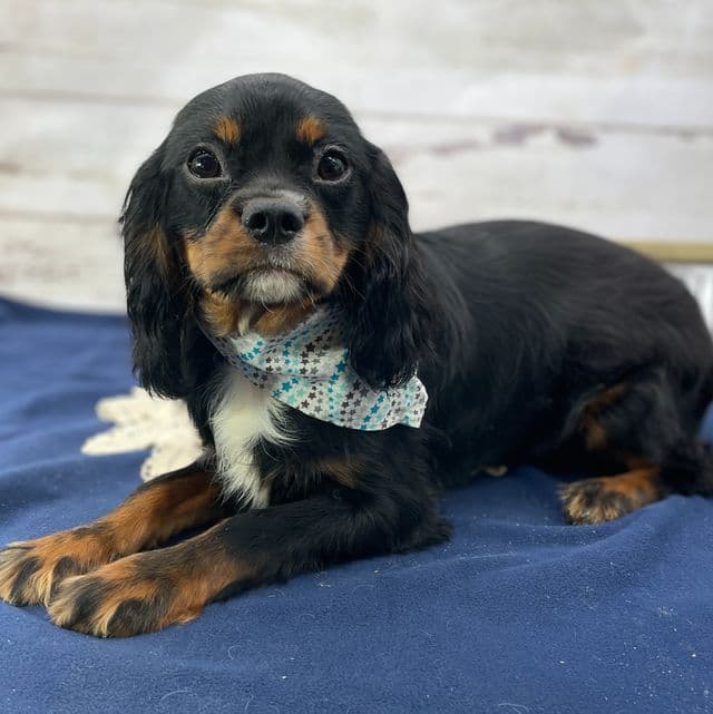 King - Cavalier King Charles Spaniel Male