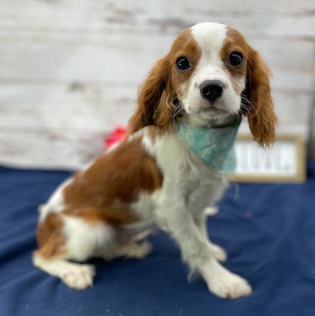 Kirby - Cavalier King Charles Spaniel Male