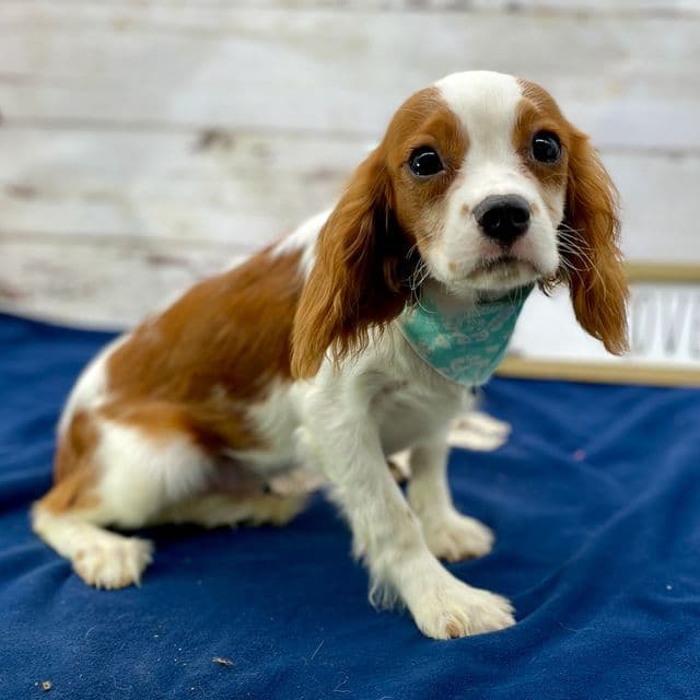 Kirby - Cavalier King Charles Spaniel Male