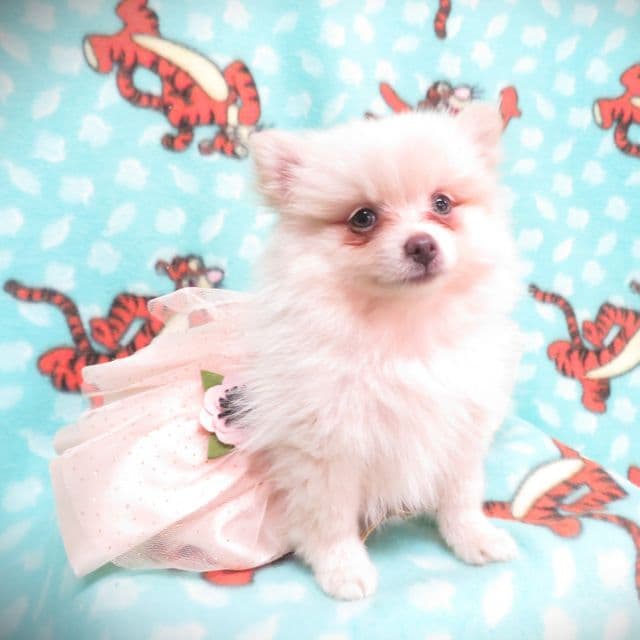 PRINCESS ELSA - Pomeranian Female