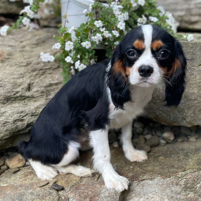 Knox - Cavalier King Charles Spaniel Male