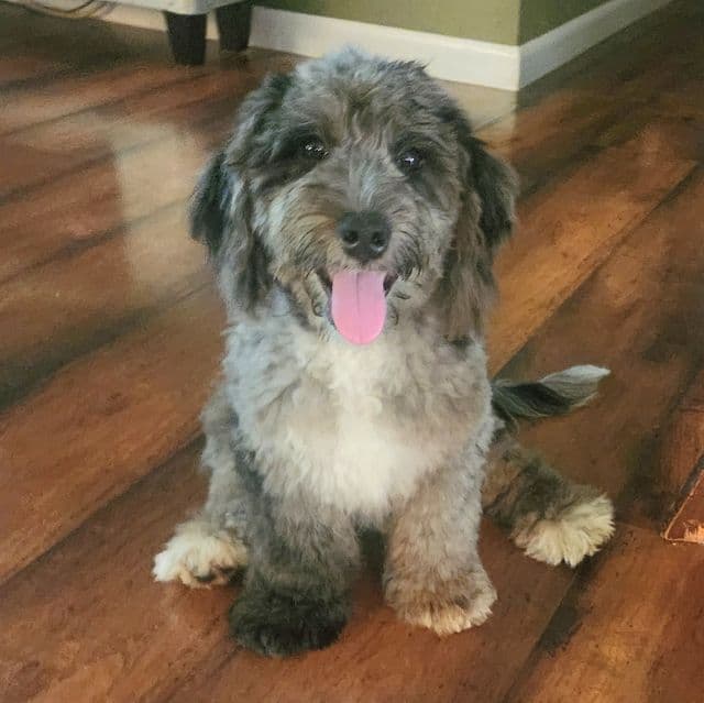  F1b Mini Pretzel - Bernedoodle Female