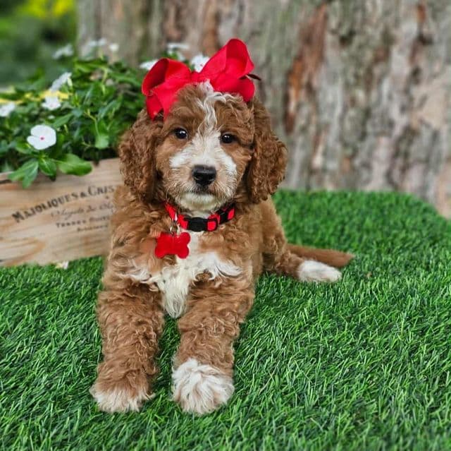 Mini Dutchess - Goldendoodle Female