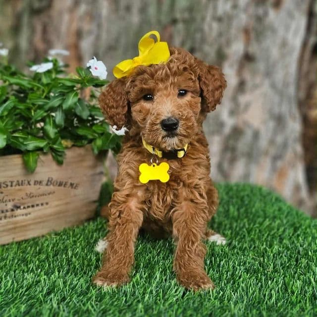 (Mini) Ava - Goldendoodle Female