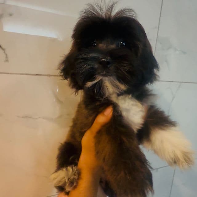 Sweetie  - Maltipoo Female