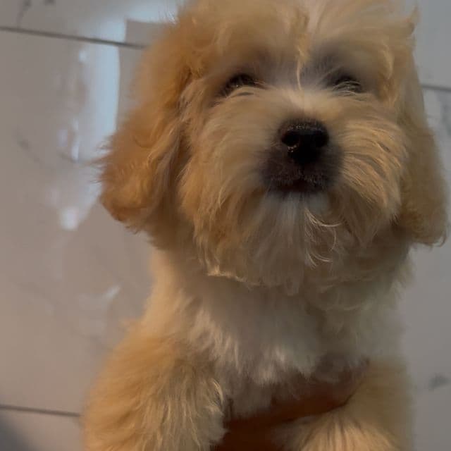 Rex  - Maltipoo Male