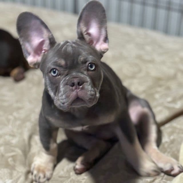 Brunson - French Bulldog Male