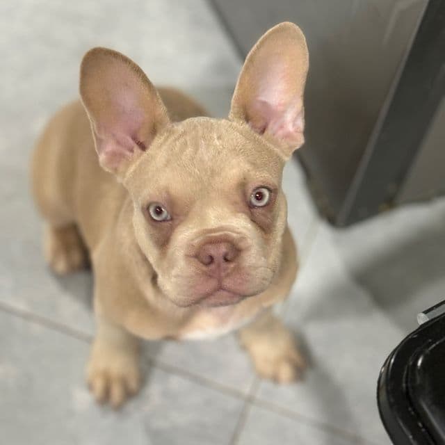 Steph Curry  - French Bulldog Male