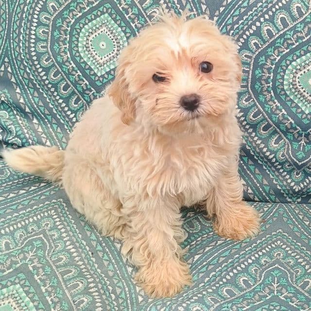 Mary - Maltipoo Female