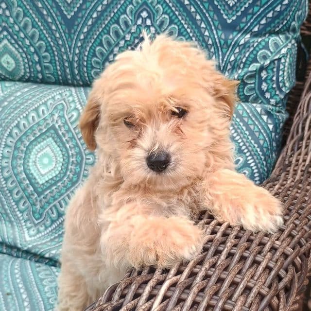 Martha - Maltipoo Female