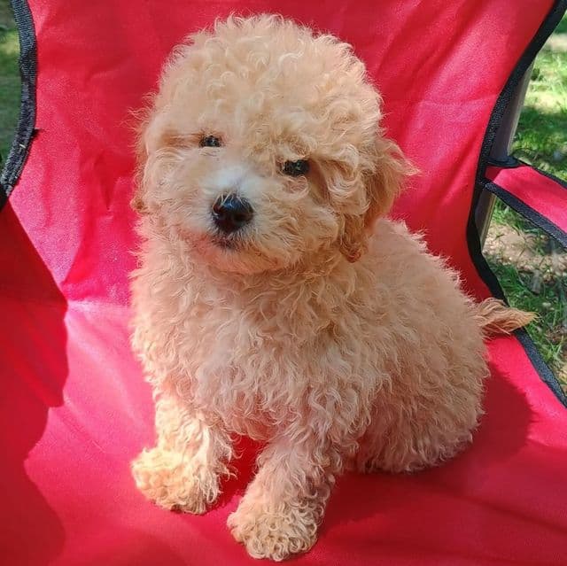Phillip - Maltipoo Male