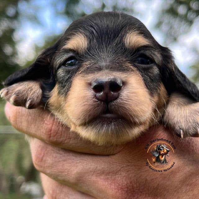 Black and Cream  - Dachshund Female