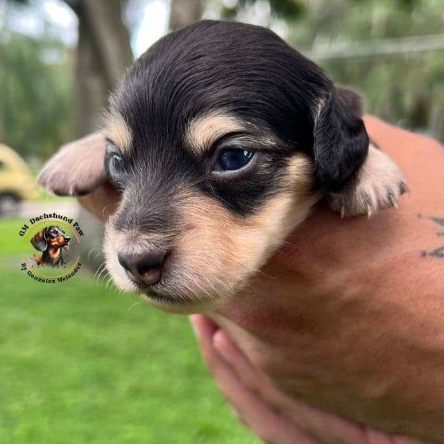 Black and Cream  - Dachshund Male