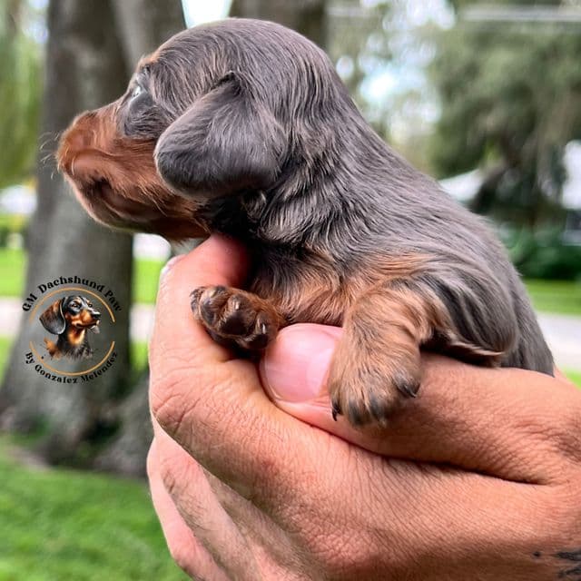 Blue and Tan - Dachshund Male