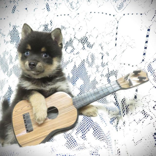 Princess Dazzle - Alaskan Klee Kai Female