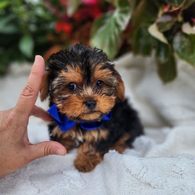 Benny - Yorkshire Terrier Male