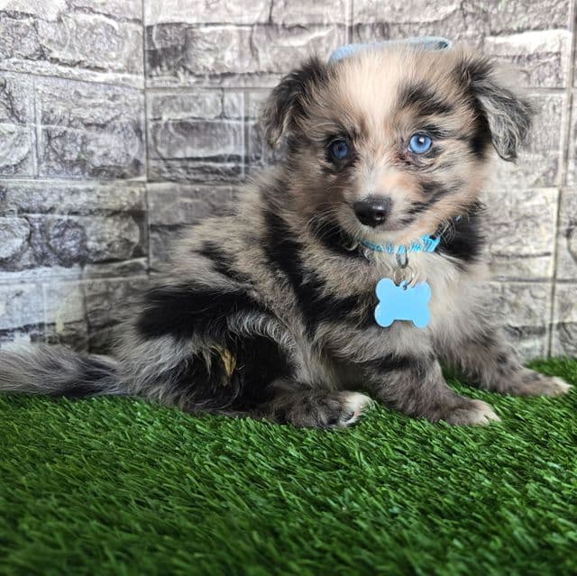 Jasper - Australian Shepherd Male