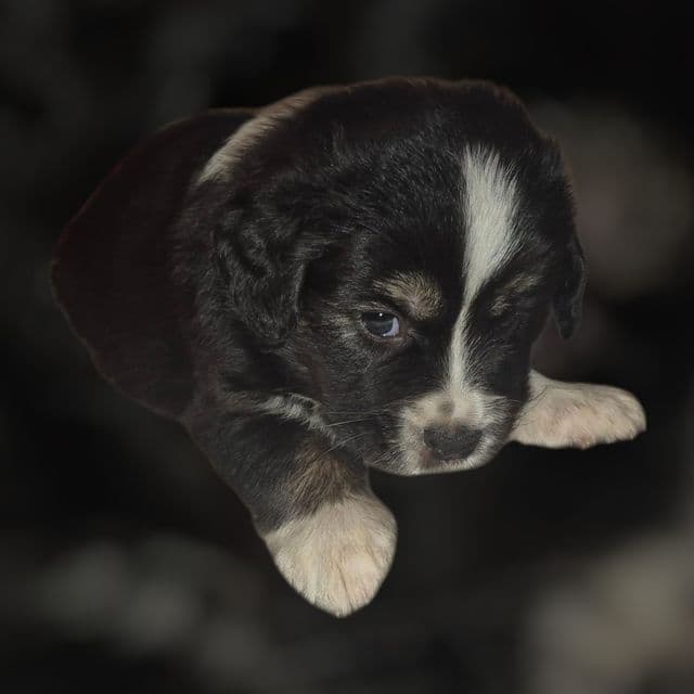 Mississippi - Australian Shepherd Male
