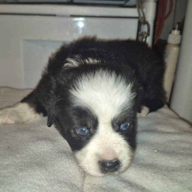 Arkansas - Australian Shepherd Female