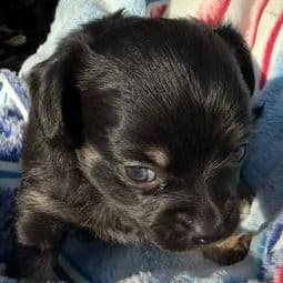 Freddie - Chihuahua Male