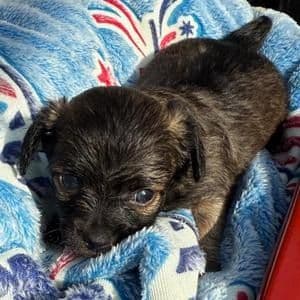 Flynn - Chihuahua Female