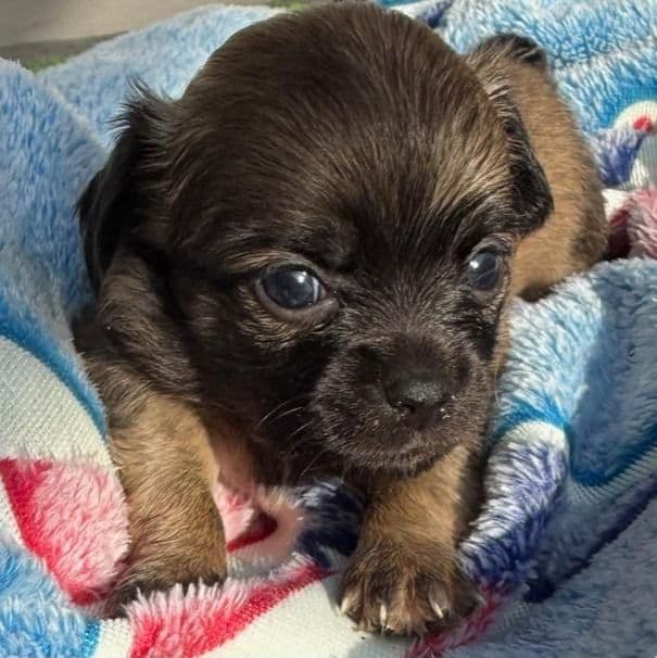 Evan - Chihuahua Male