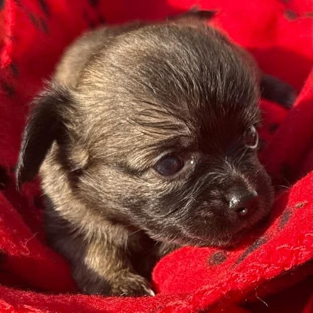 Fiona - Chihuahua Female