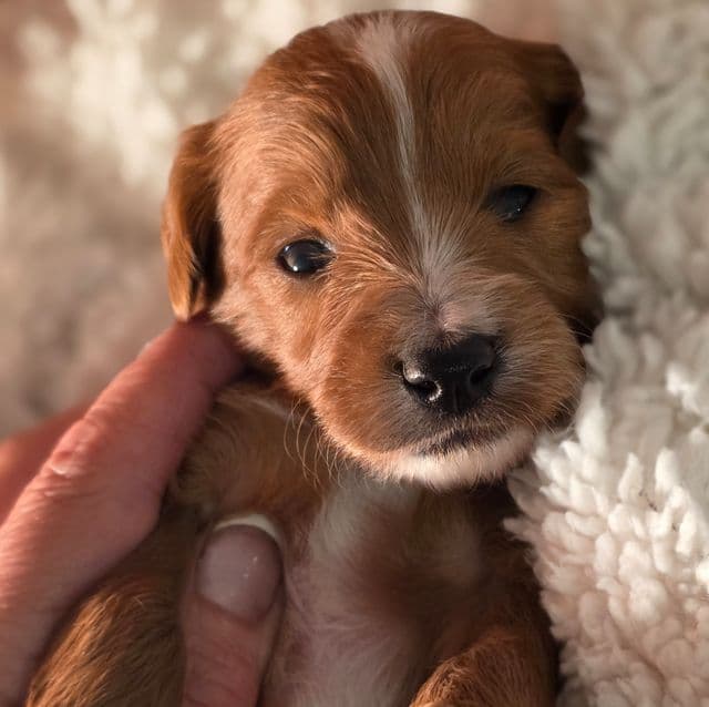 Nugget - mini - Goldendoodle Male