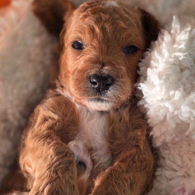 Owen- mini - Goldendoodle Male