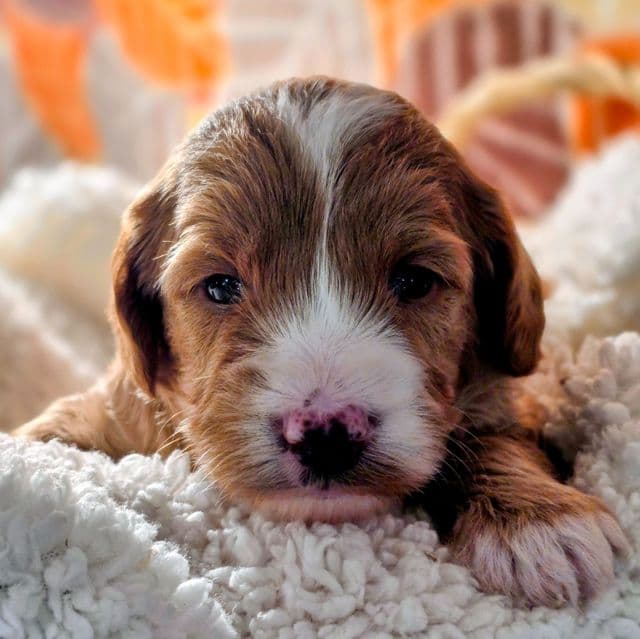 Lucca- mini - Goldendoodle Male